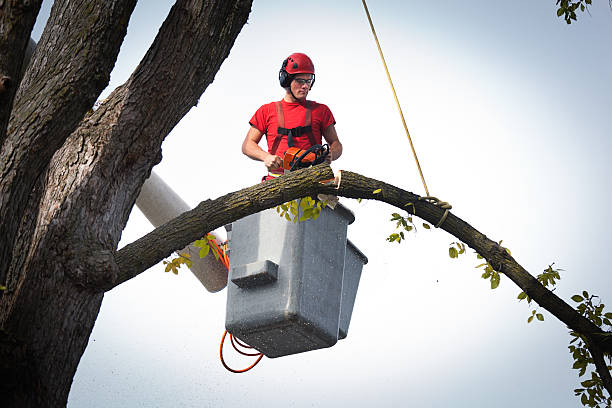 Best Tree Cabling and Bracing  in Stockbridge, MI