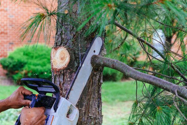 Why Choose Our Tree Removal Services in Stockbridge, MI?